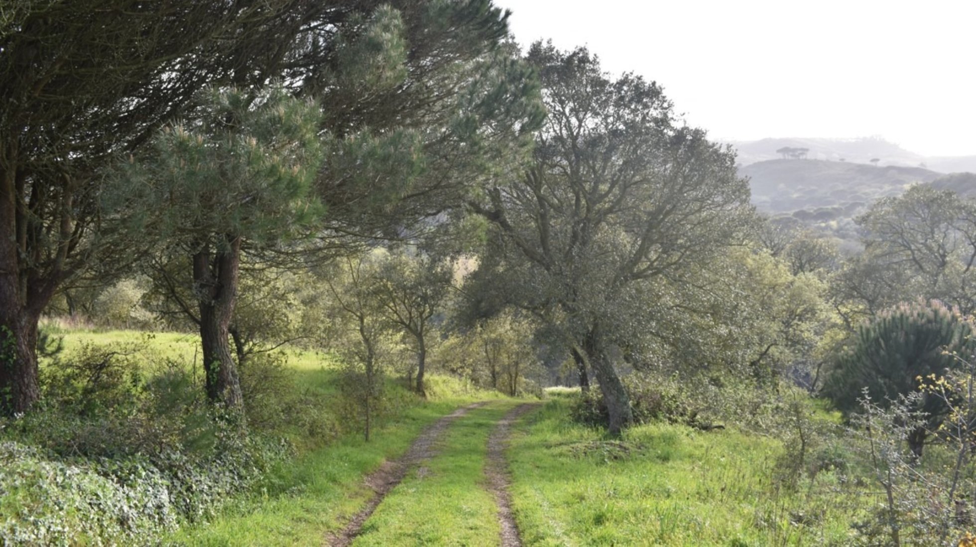 Iberian Wolf Recovery Center